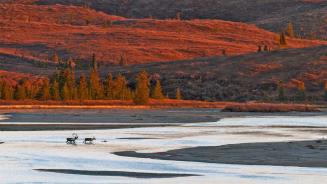 Karibus beim Durchqueren des Susitna River während der Herbstbrunft, Alaska, USA (© Tim Plowden/Alamy)