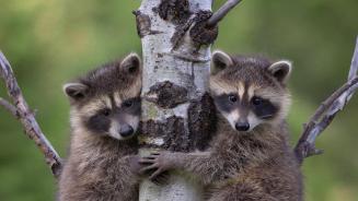 Waschbär (Procyon Lotor) zwei Babys klettern auf den Baum (© Tim Fitzharris/Minden)