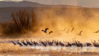 Sandhill cranes, Bosque del Apache National Wildlife Refuge, New Mexico, USA 