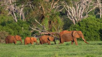 African elephants in Tsavo East National Park, Kenya (© Neil Bowman/Minden Pictures)