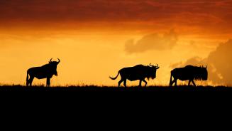 Wildebeests in the Maasai Mara, Kenya (© Matt Polski/Getty Images)