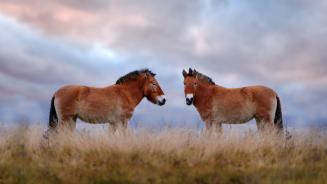 Cavalli di Przewalski, Parco nazionale di Hustai, Mongolia (© Ondrej Prosicky/Shutterstock)