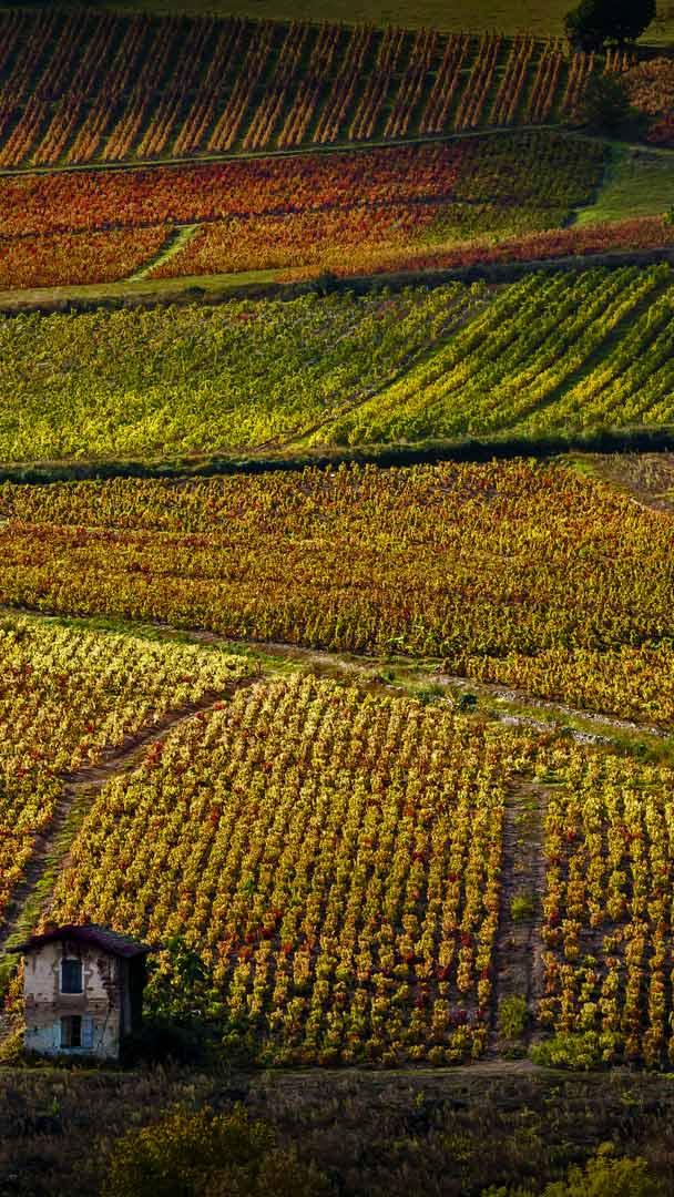 博热附近的葡萄园,罗讷河谷,法国 (© Richard Semik/Shutterstock)