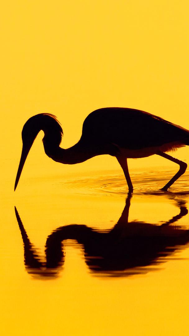 一只苍鹭的剪影 (© Don Mammoser/Shutterstock)