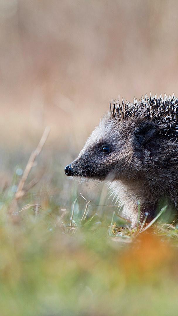 埃姆斯兰的一只欧洲刺猬,德国 (© Erhard Nerger/Alamy)