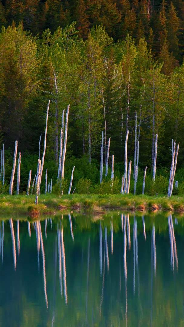 楚加奇国家森林的波蒂奇湖，阿拉斯加州 (© Ron Niebrugge/Alamy)
