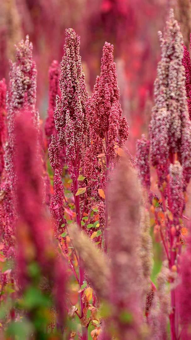 昆诺阿藜,秘鲁 (© Westend61 GmbH/Alamy)