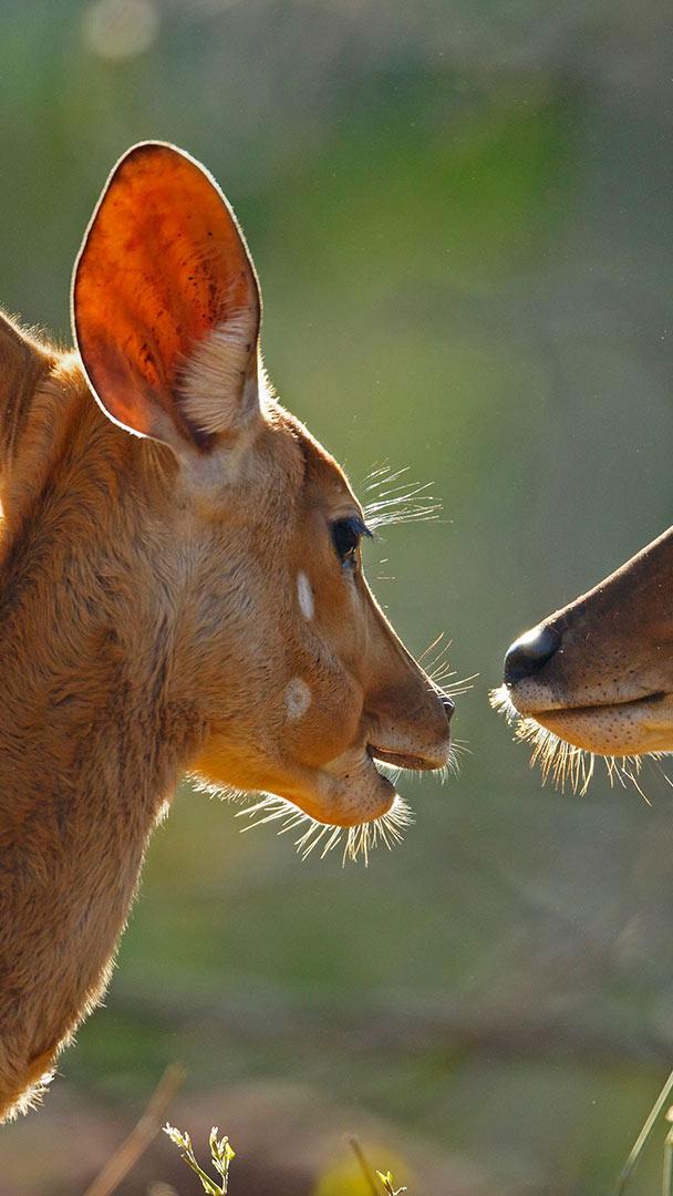 克鲁格国家公园内的雌性安氏林羚,南非 (© Richard Du Toit/Minden Pictures)