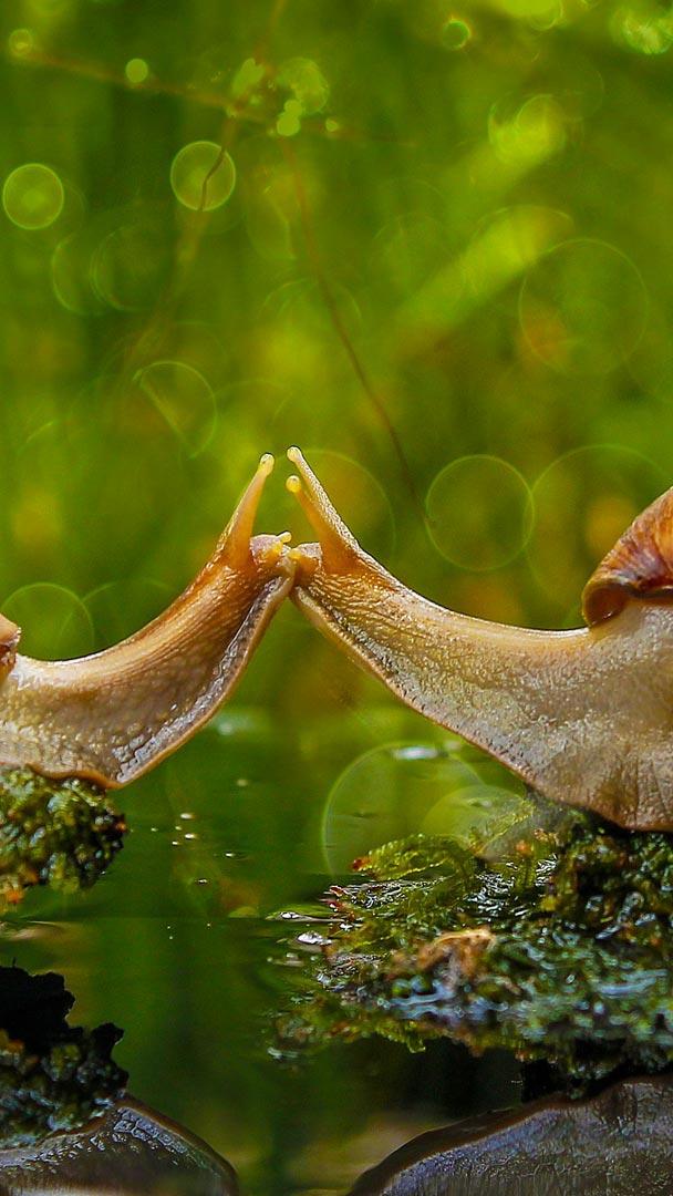 蜗牛之吻,印度尼西亚三发县 (© Solent News/Rex Shutterstock)