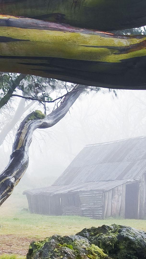 阿尔卑斯国家公园内的华莱士小屋和雪胶树,澳大利亚维多利亚州 (© Ingo Oeland/Alamy)