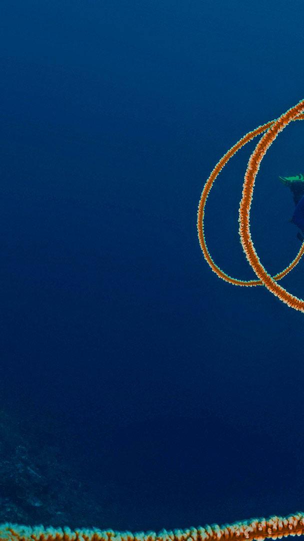 印度尼西亚海岸的螺旋鞭珊瑚 (© WaterFrame/Alamy)
