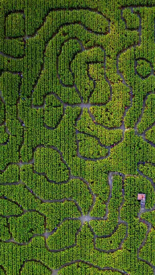 玉米迷宫，美国佩塔卢马  (© Gallery Stock)