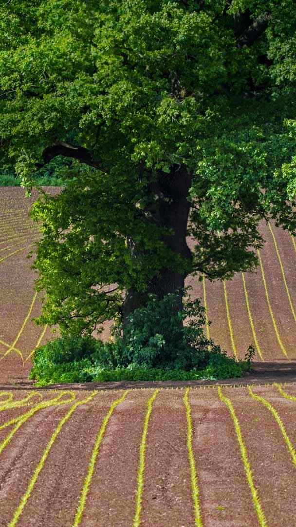 蒙茅斯郡田地上的英国橡树,英国威尔士 (© Phil Savoie/Minden Pictures)