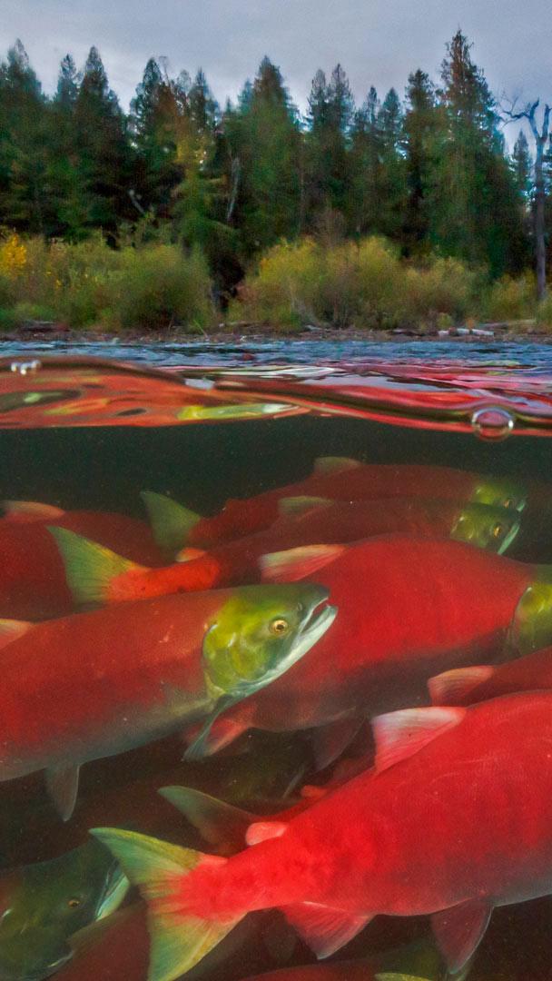 亚当斯河里的红鲑鱼，加拿大不列颠哥伦比亚省 (© Yva Momatiuk and John Eastcott/Minden Pictures)