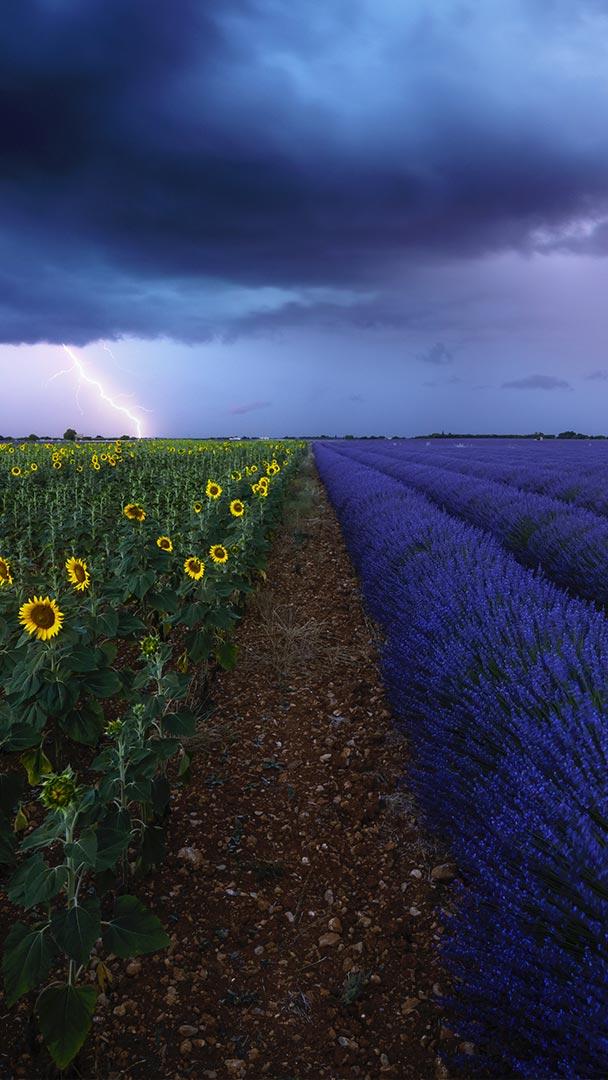 暴风雨下的薰衣草和向日葵花田,法国普罗旺斯 (© beboy/Shutterstock)