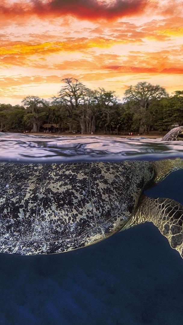 黄昏时浮出水面的绿海龟,印度洋马约特 (© Gabriel Barathieu/Biosphoto/Minden Pictures)