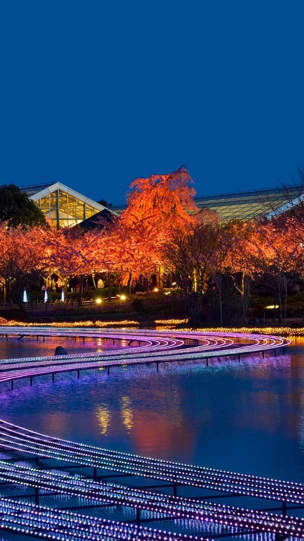 名花之里冬季彩灯展,日本桑名市 (© Julian Krakowiak/Alamy)