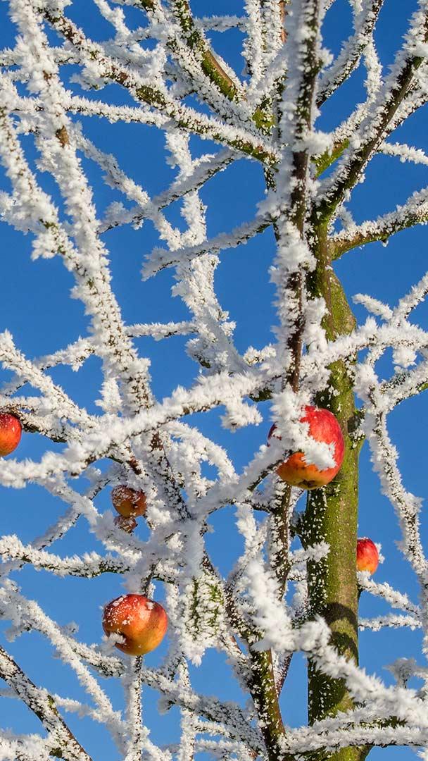 冬天里的一棵苹果树 (© Chris Stein/Getty Images)