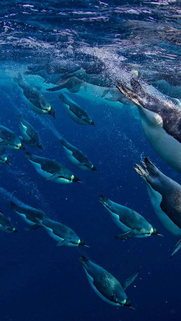 罗斯海中的帝企鹅,南极洲 (© Paul Nicklen/Getty Images)