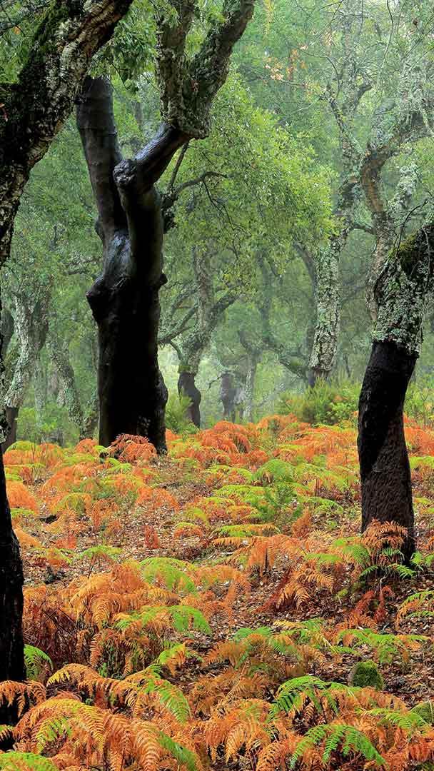 软木橡树林 (© Andrés M. Domínguez/Minden)