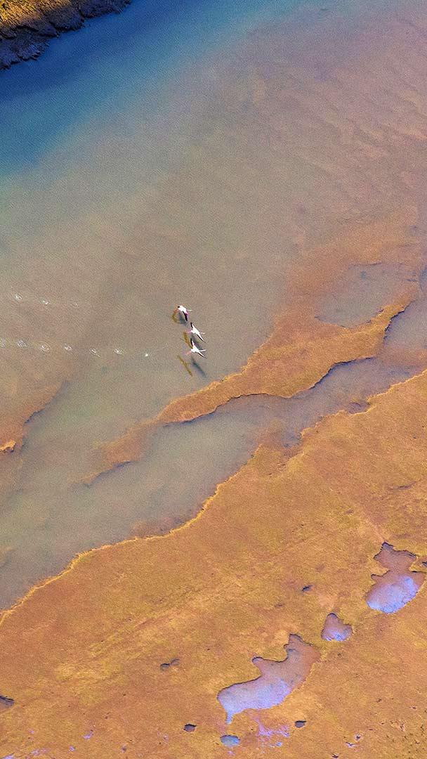 韦尔瓦奥迪尔湿地起飞的三只大红鹳,西班牙安达卢西亚 (© Óscar Díez/Minden Pictures)