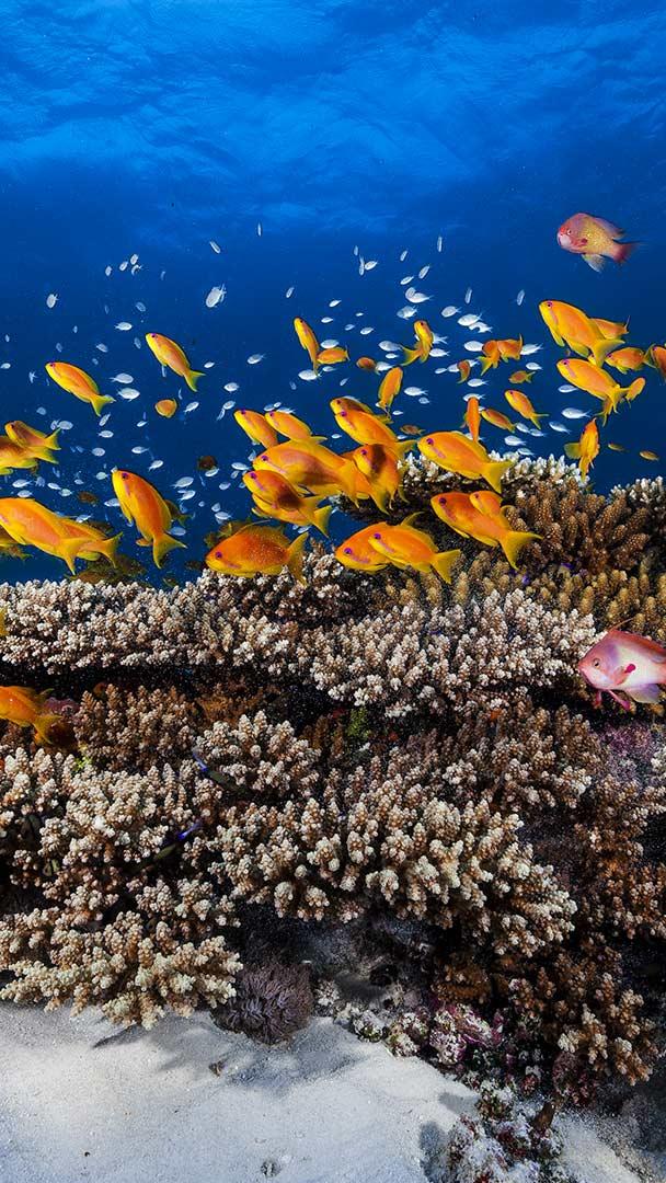 金拟花鮨鱼群游过珊瑚，印度洋马约特岛 (© Gabriel Barathieu/Minden Pictures)