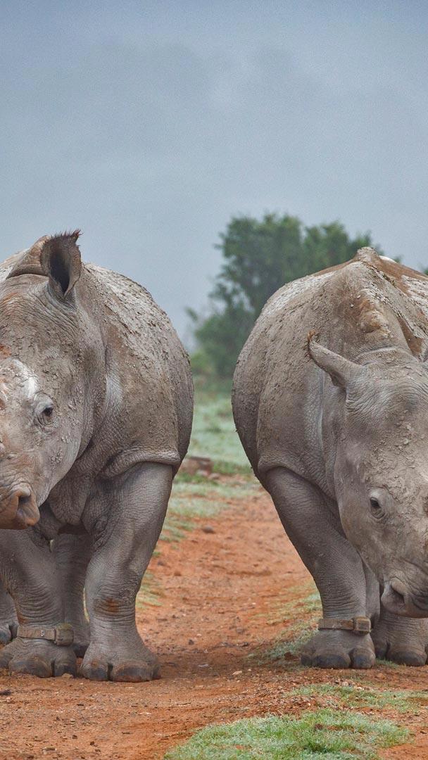阿姆哈拉禁猎区的两只犀牛和一只啄牛鸟,南非 (© Robert Harding World Imagery/Offset)
