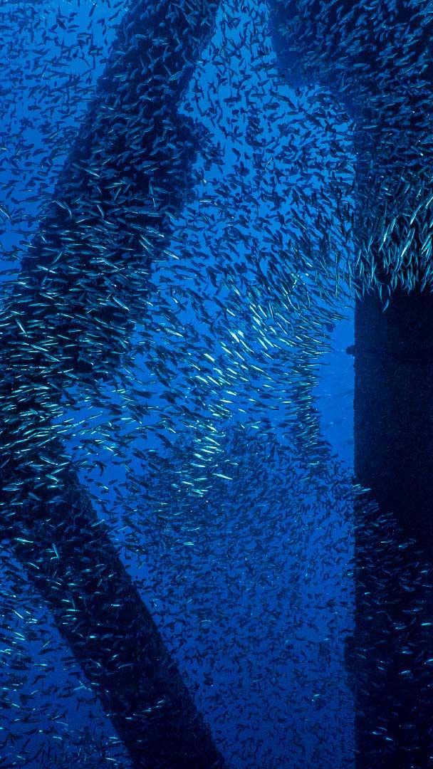一只勃兰特鸬鹚在洛杉矶海岸石油钻塔下的一群太平洋鲭鱼中觅食，加利福尼亚 (© Alex Mustard/Minden Pictures)