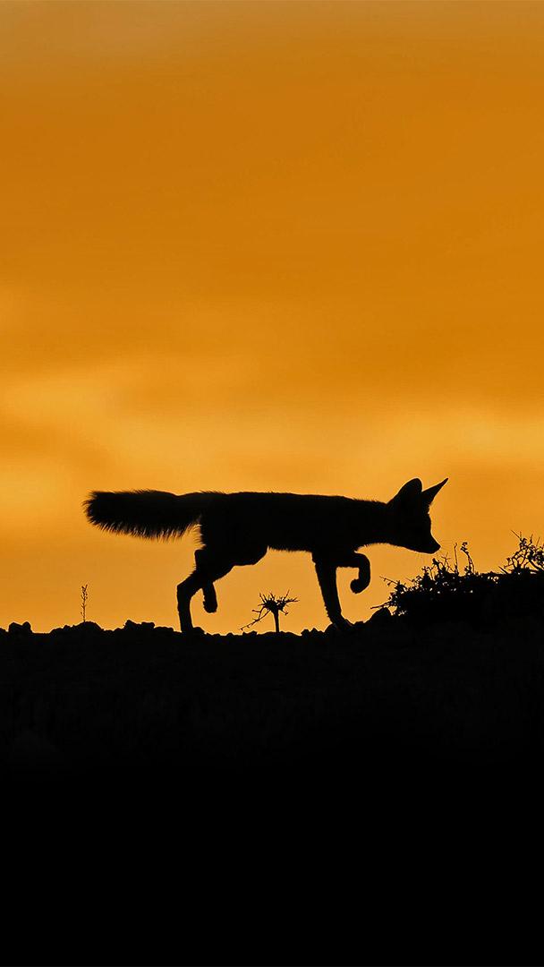 卡拉哈里沙漠中的南非狐,南非 (© NSP-RF/Alamy)