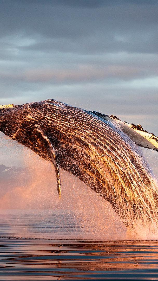 北太平洋弗雷德里克海峡中的座头鲸冲出海面,阿拉斯加 (© Tony Wu/Minden Pictures)