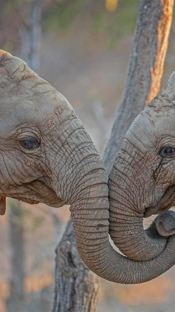 南非卡帕马私人野生动物保护区的大象 (© Simon Eeman/Getty Images)