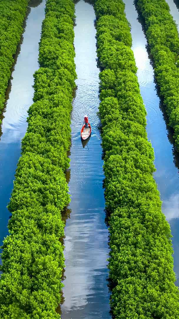 Bàu Cá Cái的红树林,越南广义 (© Robert Harding World Imagery/Offset)
