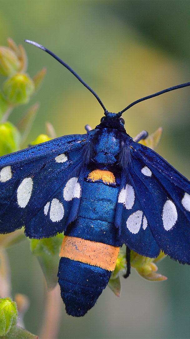 九斑蛾,瑞士 (© Thomas Marent/Minden Pictures)