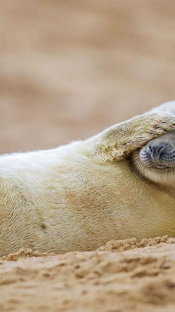 在沙滩上休息的灰海豹幼崽,英国Blakeney Point自然保护区 (© Kevin Sawford/Getty Images)