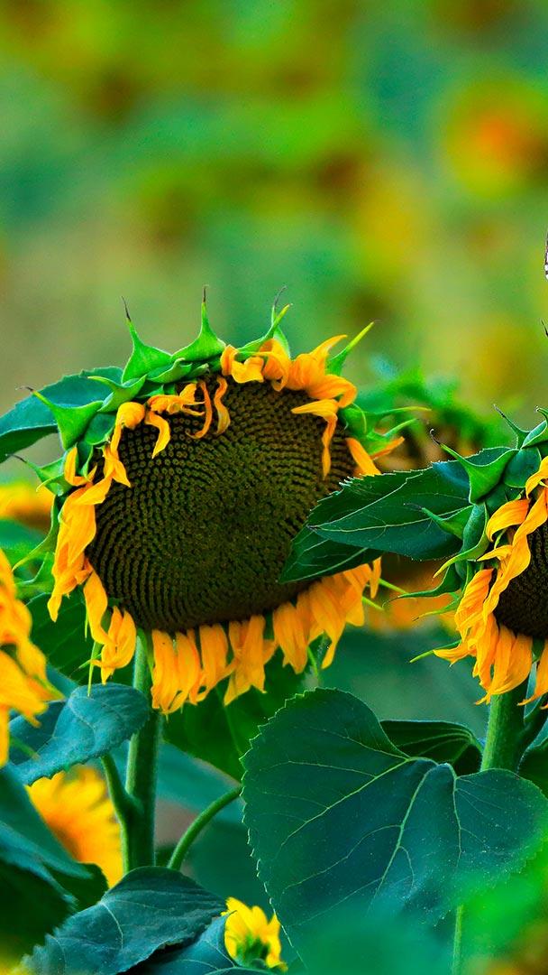 栖息在向日葵上的一只小猫头鹰,西班牙加的斯 (© Andres M. Dominguez/Minden Pictures)