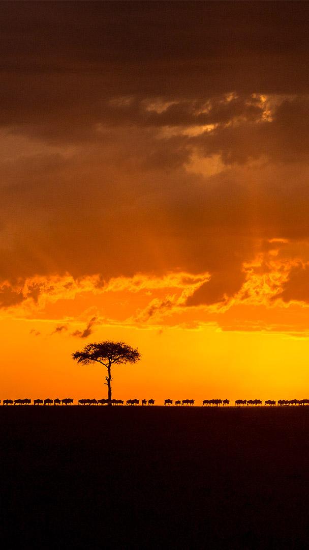 日落时分正在迁徙的斑纹角马群,肯尼亚马赛马拉野生动物保护区 (© Denis-Huot/Minden Pictures)