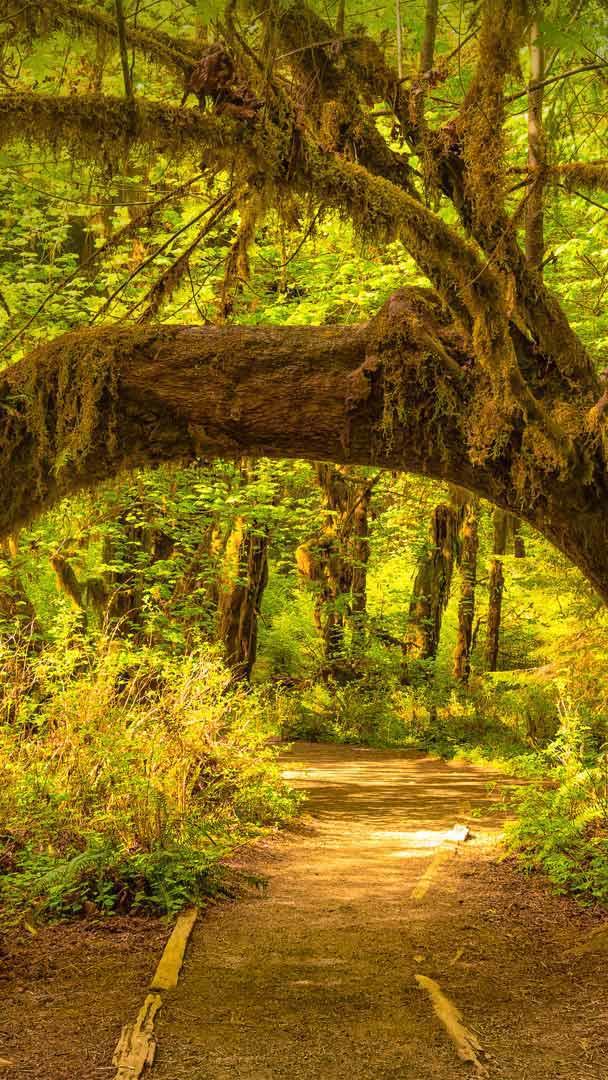 奥林匹克国家公园中的可可西里雨林,华盛顿州 (© Jorge Romano/Offset by Shutterstock)