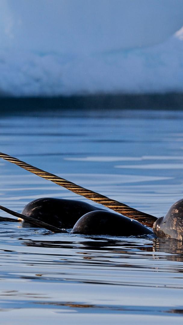 巴芬岛附近的一群独角鲸，加拿大努纳武特 (© Eric Baccega/Minden Pictures)