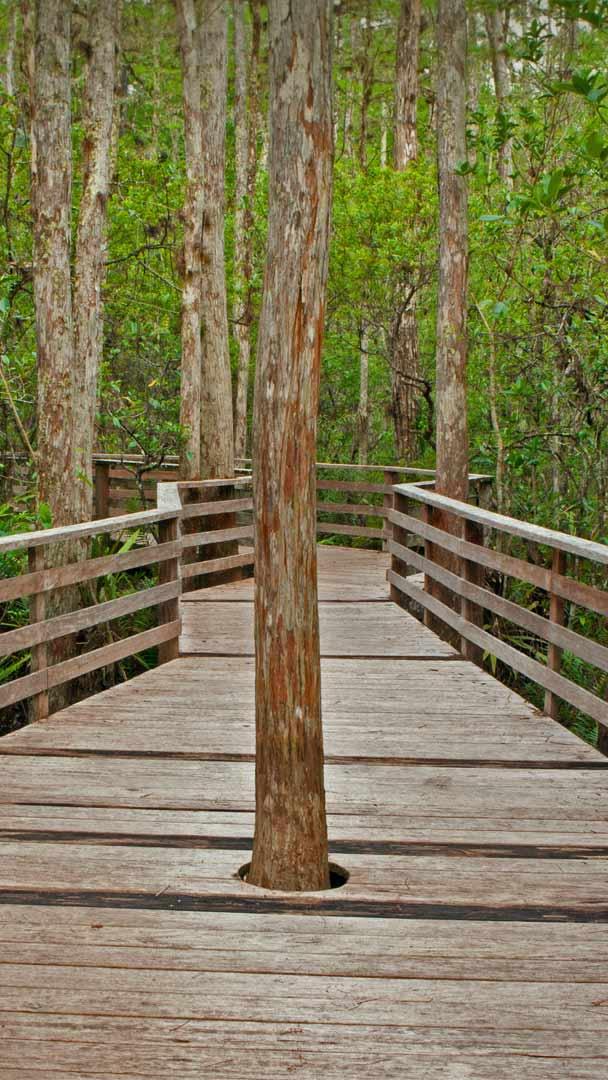 螺旋沼泽鸟兽禁猎区的小径,佛罗里达州 (© Bill Gozansky/Alamy)