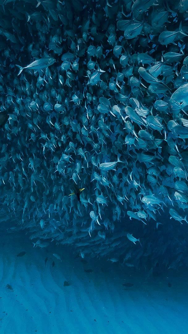 加利福尼亚湾中数千条杰克鱼成群游动，墨西哥普尔莫角国家公园 (© Christian Vizl/Tandem Stills + Motion)