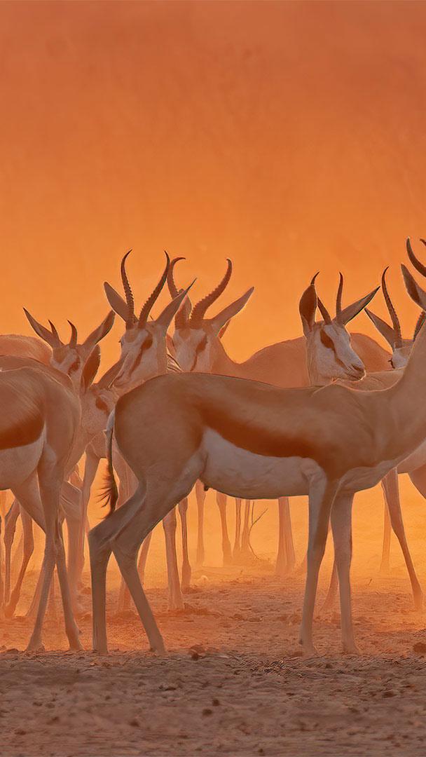 埃托沙国家公园内一处水坑附近的跳羚,纳米比亚 (© Charlie Summers/Minden Pictures)