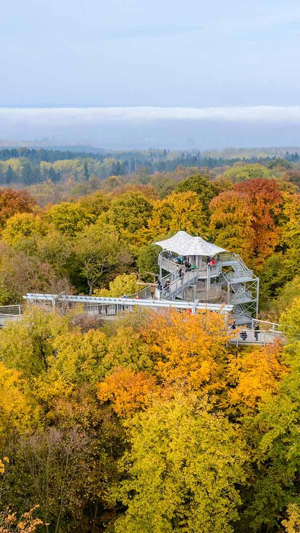 Treetop walkway in Hainich National Park, Thuringia, Germany (© mauritius images GmbH/Alamy)