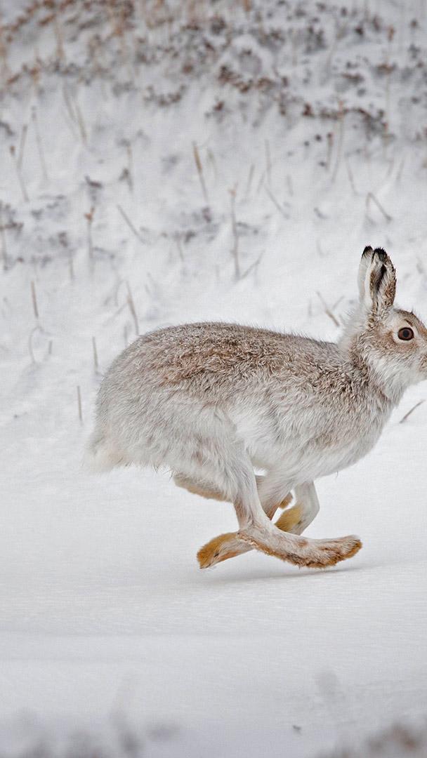 在白雪覆盖的高地上奔跑的雪兔,苏格兰 (© SCOTLAND: The Big Picture/Minden Pictures)