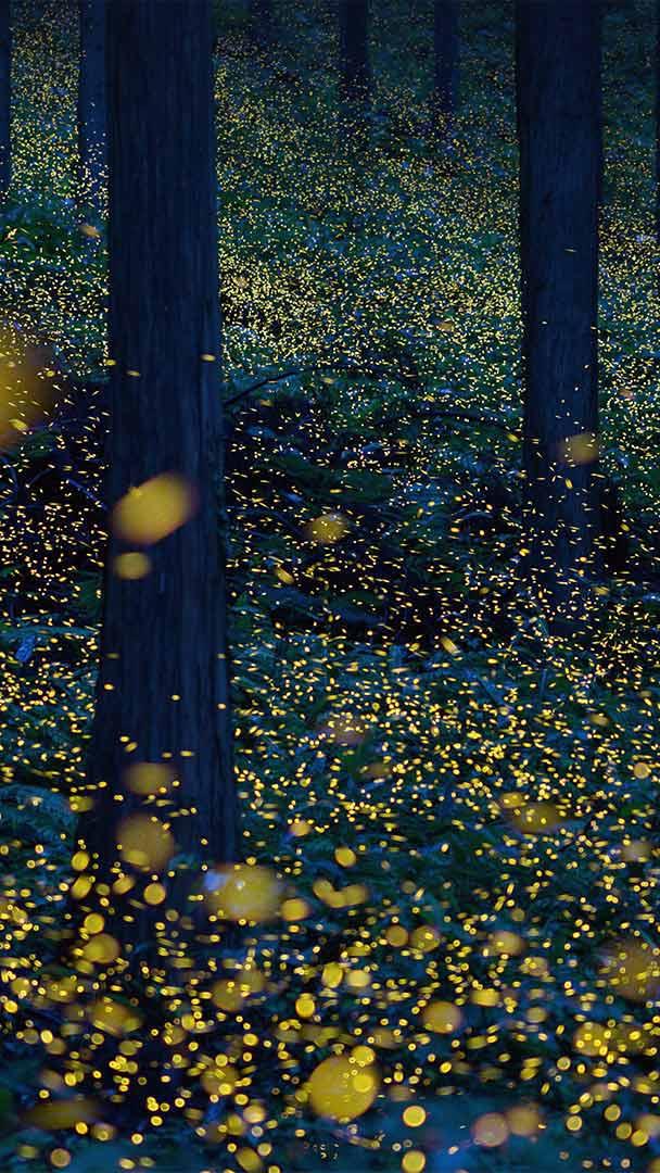 日南市的萤火虫,日本鸟取县 (© north-tail/Getty Images Plus)