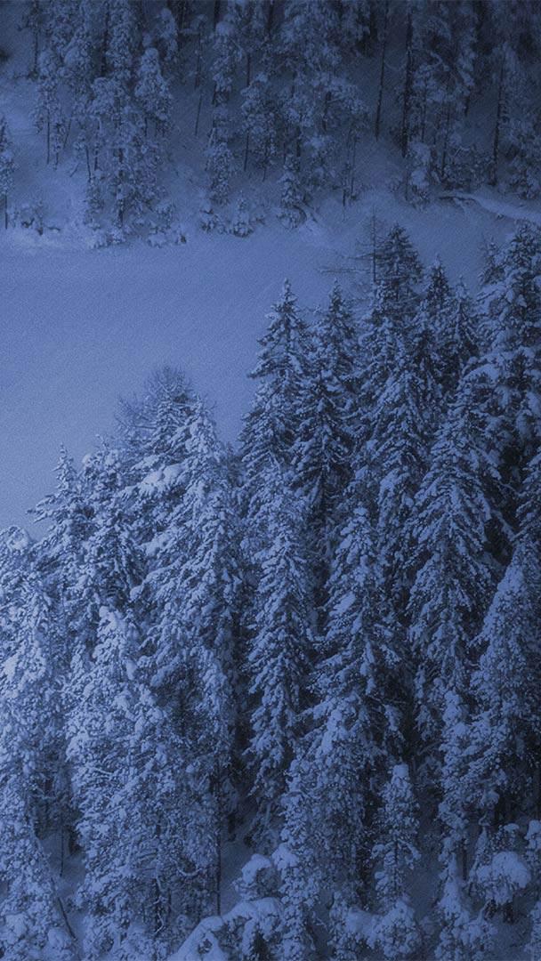 湖畔的一棵小圣诞树,奥地利魏森湖 (© nagelestock/Alamy)