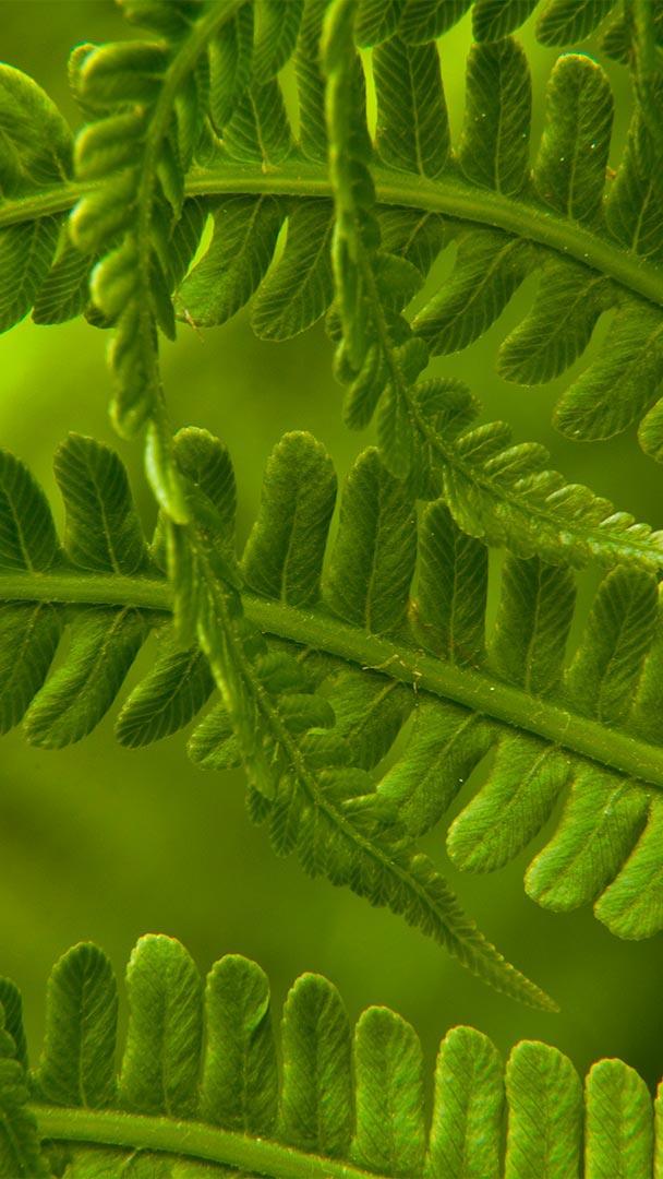 春日里的荚果蕨细节图,华盛顿州 (© Stephen Matera/Tandem Stills + Motion)