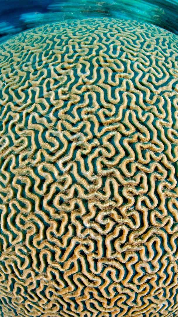 加勒比海的片脑纹珊瑚，开曼群岛 (© Alex Mustard/Minden Pictures)