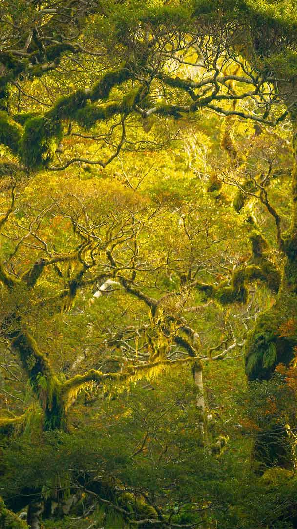 米尔福德峡湾附近的徒步雨林，新西兰 (© Jim Patterson/Tandem Stills + Motion)
