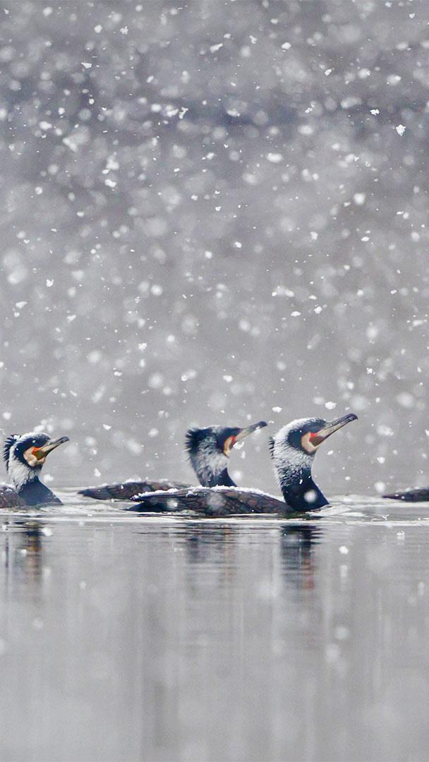 在暴风雪中畅游的鸬鹚，德国黑森州 (© Wilfried Martin/Getty Images)