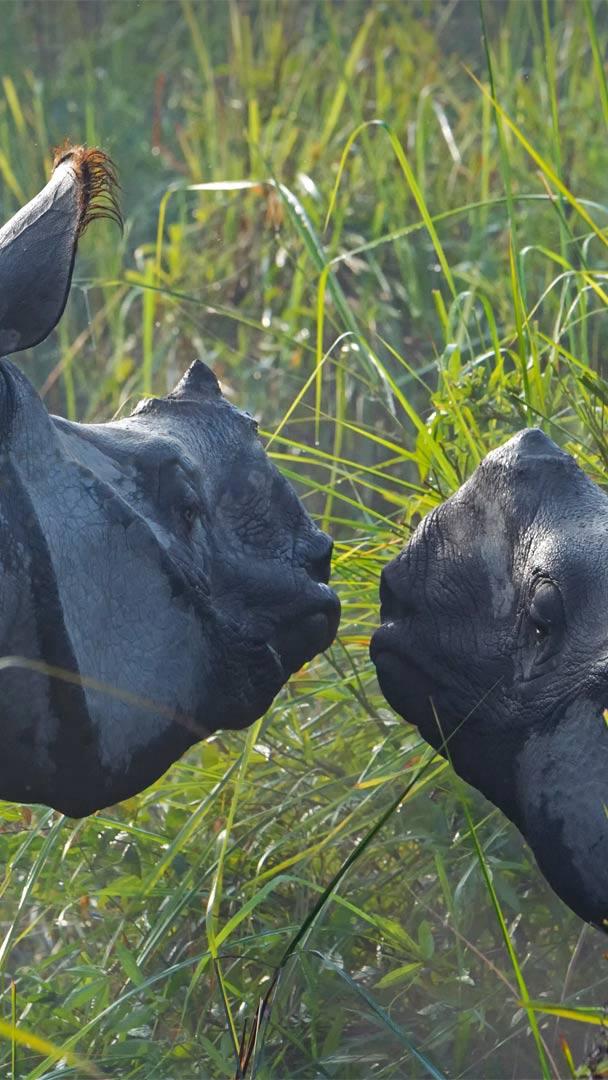 加济兰加国家公园里的两头印度犀，印度阿萨姆邦 (© Robert Harding World Imagery/Shutterstock)